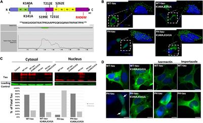 Importin-Mediated Pathological Tau Nuclear Translocation Causes Disruption of the Nuclear Lamina, TDP-43 Mislocalization and Cell Death